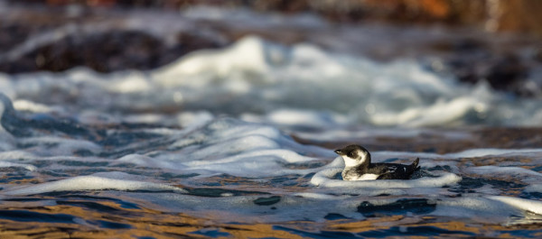 Little Auk. Lillian / stock.adobe.com