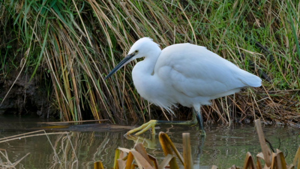 Little Egret. Edmund Fellowes