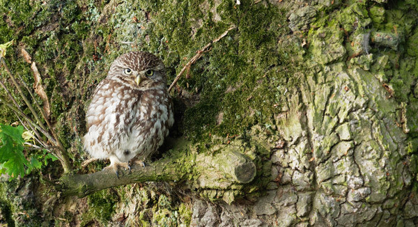 Little Owl. Liz Cutting / BTO