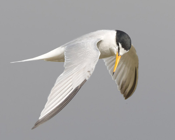 Little Tern.