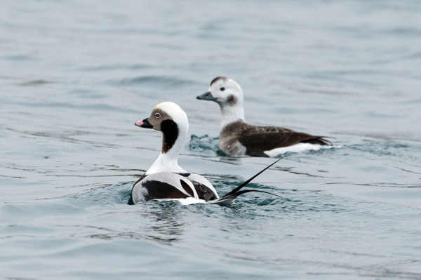 Long-tailed Duck. Sarah Kelman / BTO