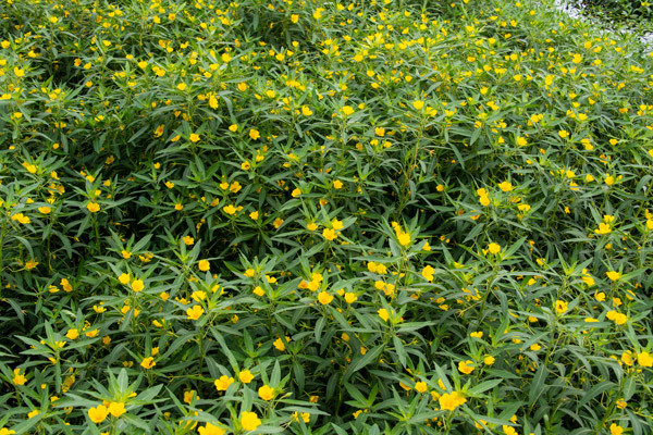 Ludwigia grandiflora (Water Primrose). JAG IMAGES / stock.adobe.com