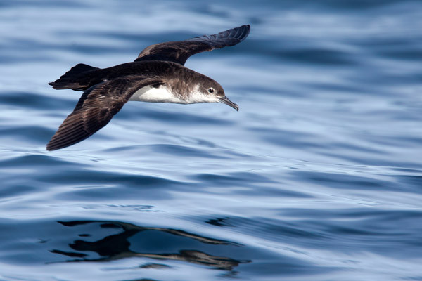 Manx Shearwater. tonymills / adobe.stock.com