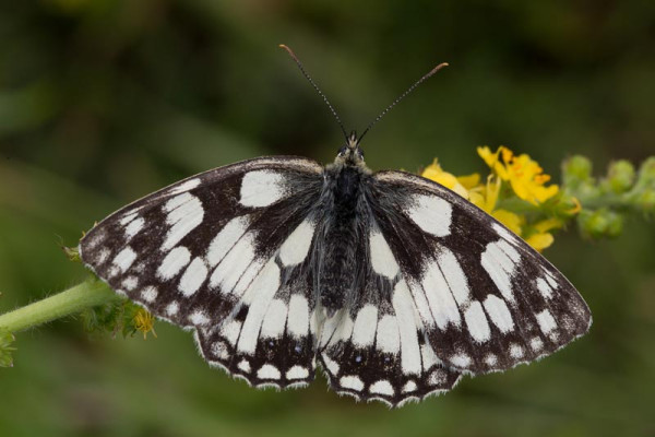 Marbled White. Liz Cutting