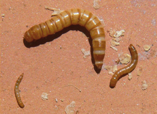 Mealworm larvae. Colin Ryall