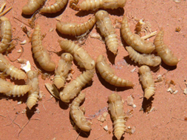 Mealworm pupae. Colin Ryall