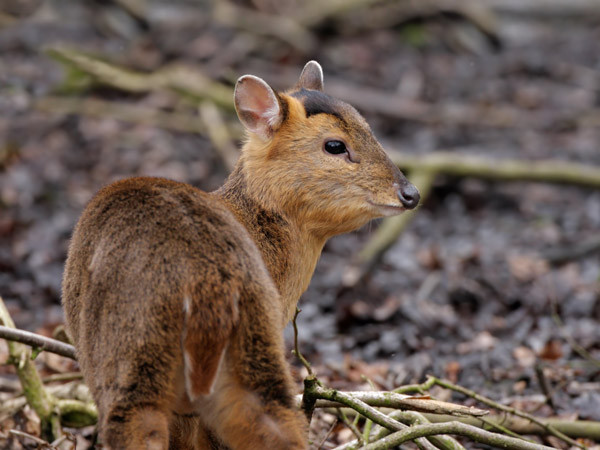 Muntjac Deer. Steve Round / BTO