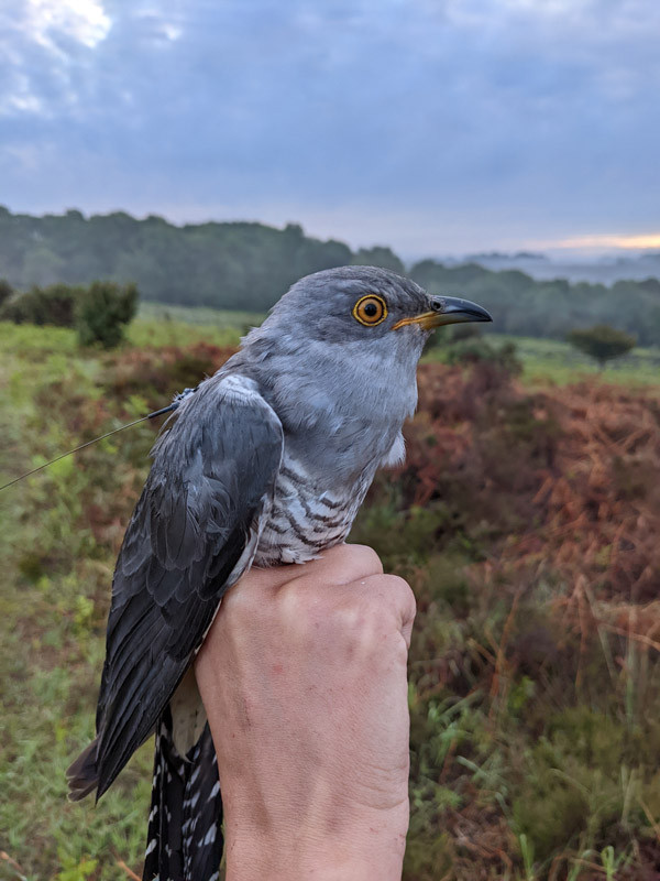 Cooper the Cuckoo, New Forest, 2022. 