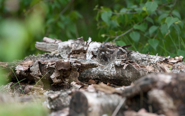 Nightjar. 