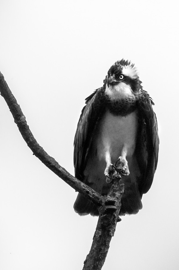 Osprey. Tom Streeter / BTO