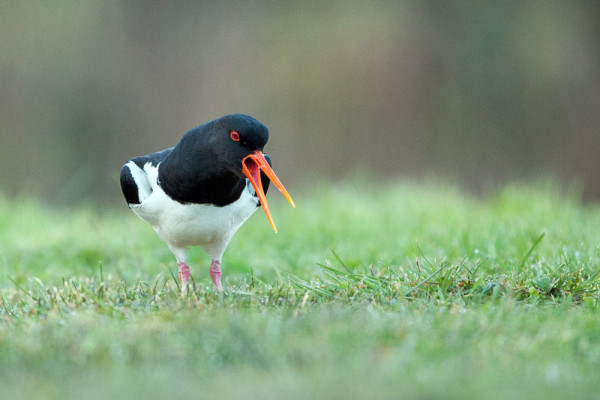 Oystercatcher. Sarah Kelman / BTO