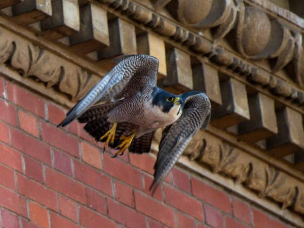 Peregrine. Katie Nethercoat