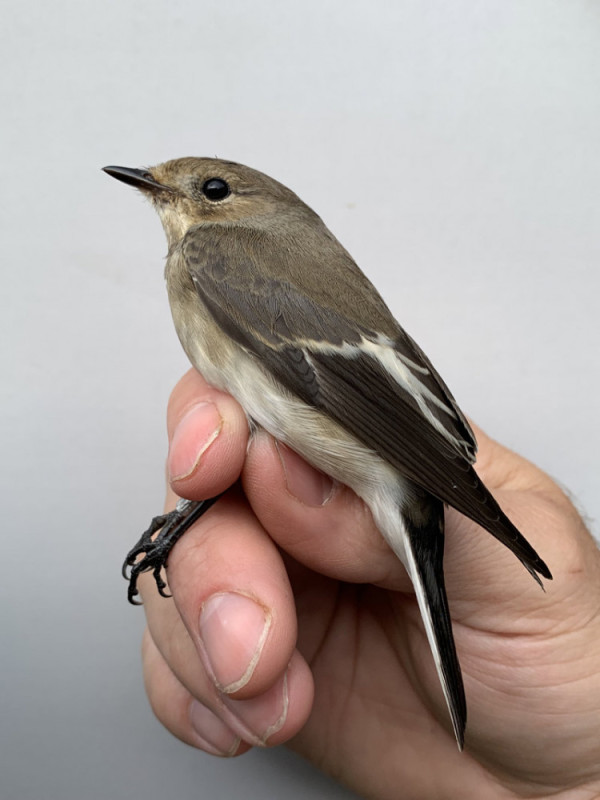 Pied Flycatcher. George Dunbar