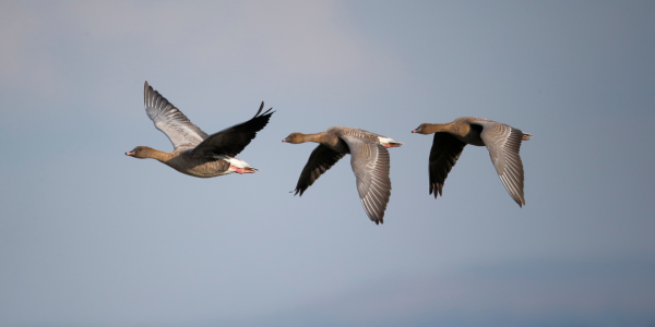 Pink-footed Geese