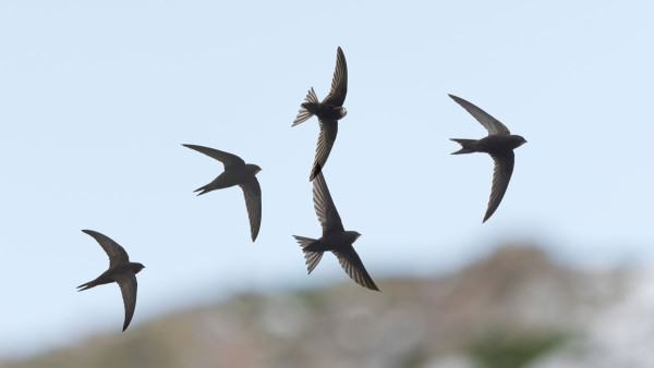 Swifts. Philip Croft