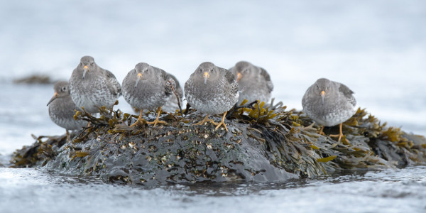 Purple Sandpiper. Sarah Kelman / BTO