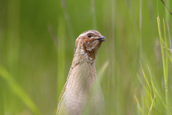 Quail.