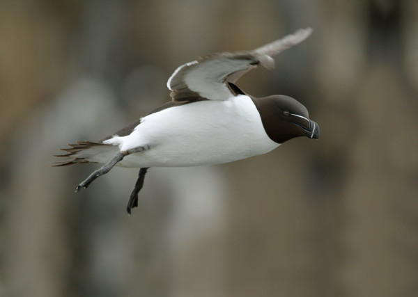 Razorbill. Edmund Fellowes / BTO