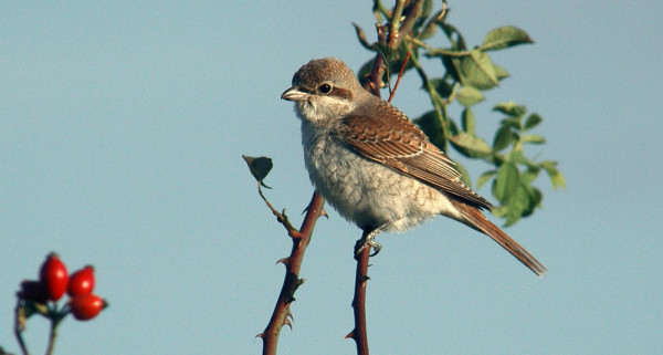 Red-backed Shrike. Neil Calbrade / BTO