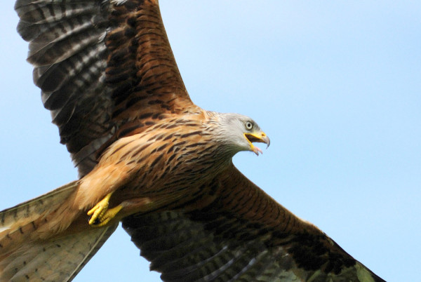 Red Kite. Amy Lewis / BTO