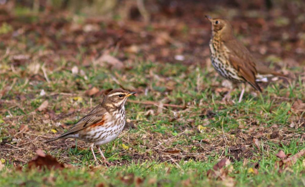 Redwing. Jonathan Heath