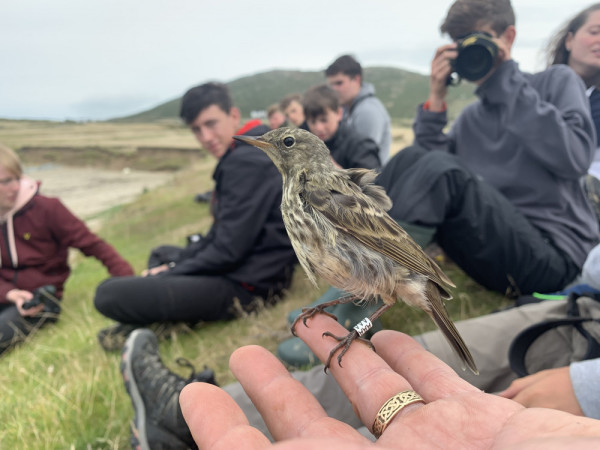 Rock Pipit. George Dunbar