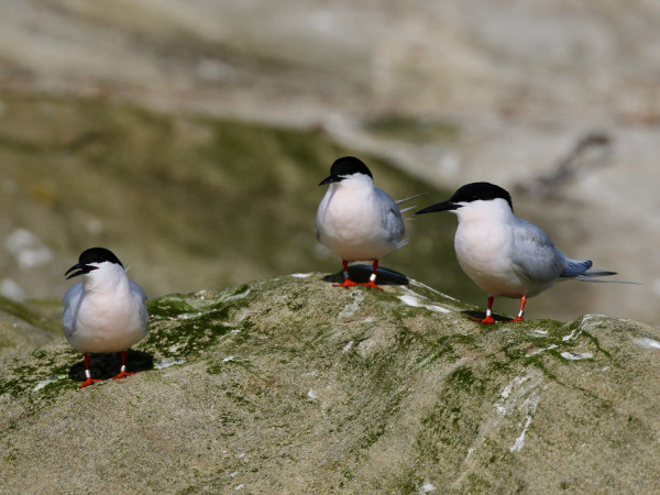 Roseate Tern. Tom Cadwallender / BTO