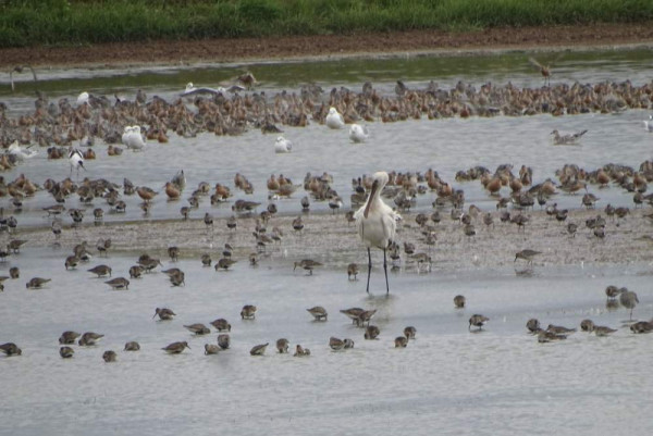 Spoonbill. Samuel Levy