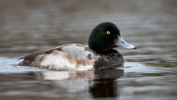 Scaup. Paul Hillion