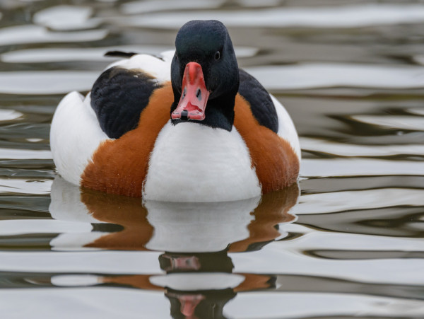 Shelduck. Philip Croft / BTO