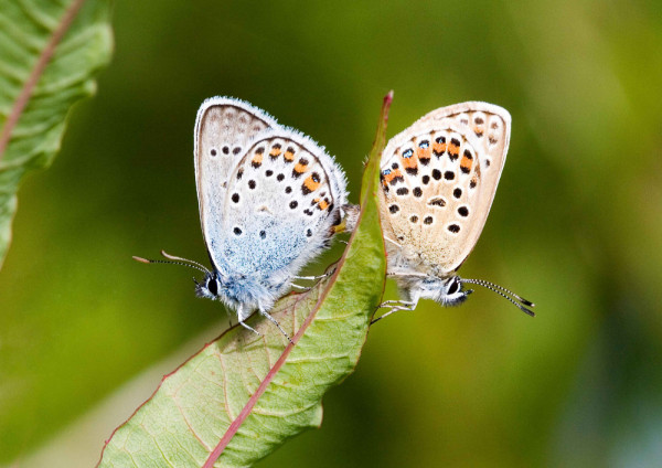 Silver-studded Blue. John Harding / BTO