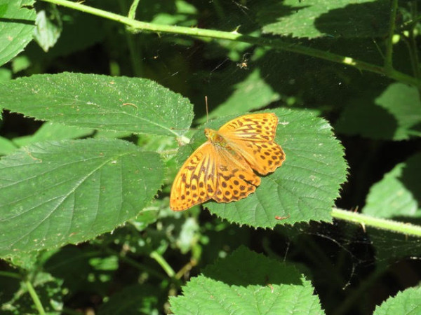 Silver-washed Fritillary. Steve Oates