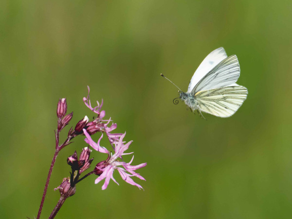 Green-veined White. Edmund Fellowes / BTO