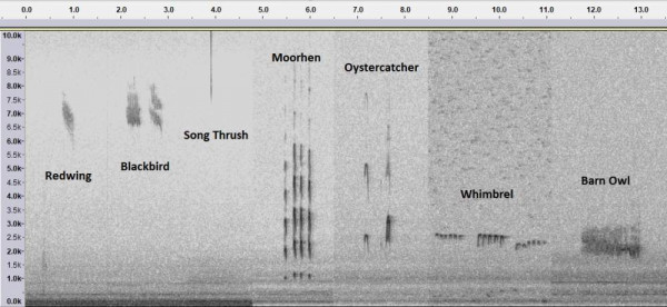 Sonograms. Jonathan Heath