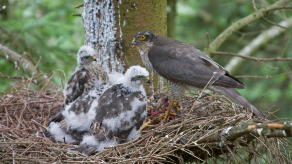 Sparrowhawk with young in nest. John Harding