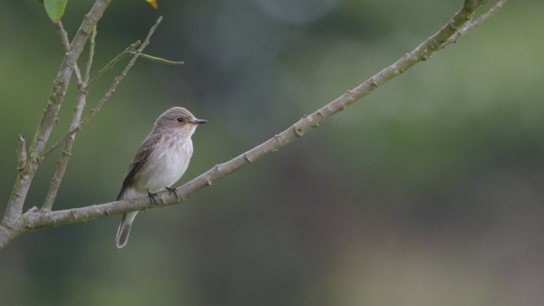 Spotted Flycatcher. Scott Mayson / BTO