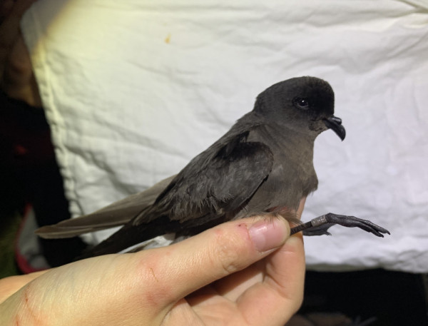 Storm Petrel. George Dunbar