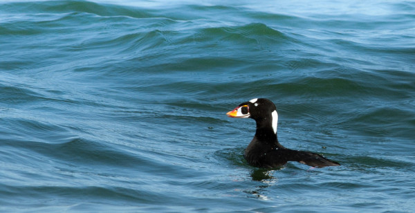 Surf Scoter. 