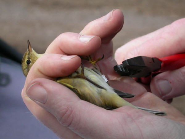 Ringing a Chiffchaff. Photograph by Dawn Balmer