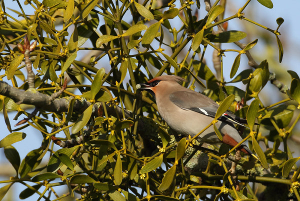 Waxwing. Liz Cutting / BTO