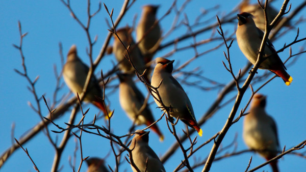 Waxwing. Tom Cadwallender / BTO