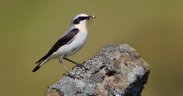 Wheatear. Edmund Fellowes / BTO