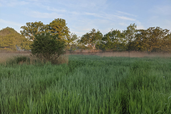 Wheatfen, Norfolk. Phil Atkinson / BTO