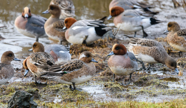 Wigeon. Philip Croft / BTO