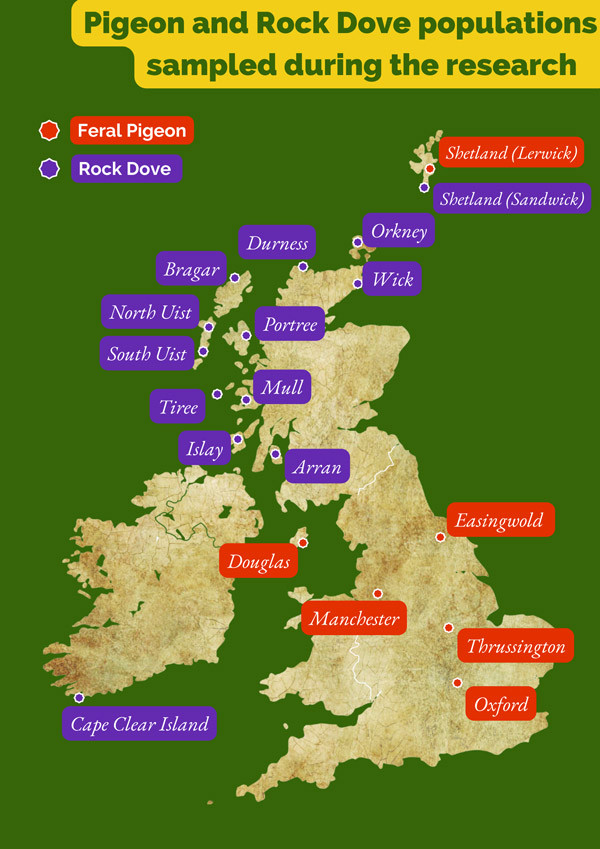 Populations of Rock Doves and Feral Pigeons across the UK and ROI which were sampled as part of the project. Will Smith