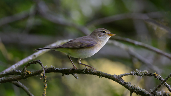 Willow Warbler. Edmund Fellowes.