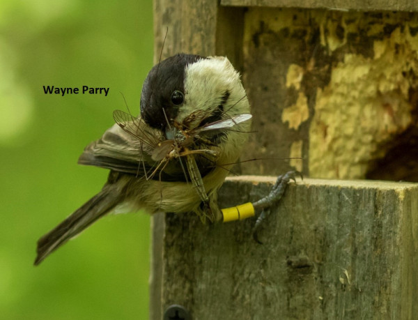 A small brown and white bird with a beakful of flies, perched on a nestbox