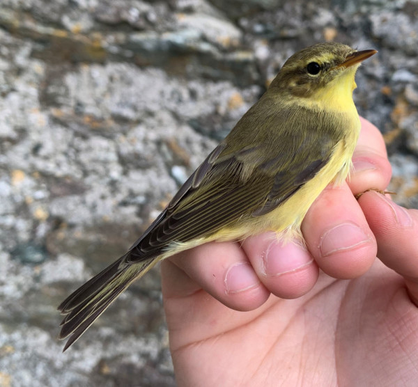 Willow Warbler. George Dunbar