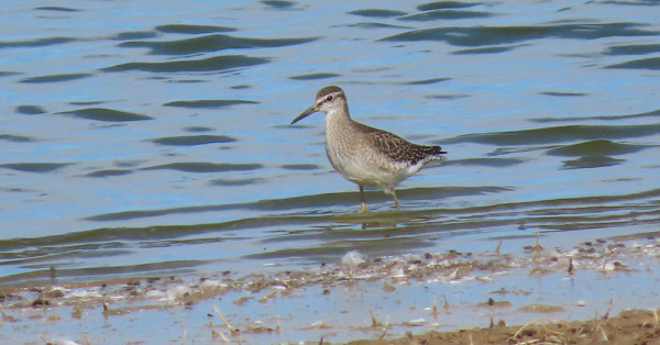 Wood Sandpiper. Ben Rumsby