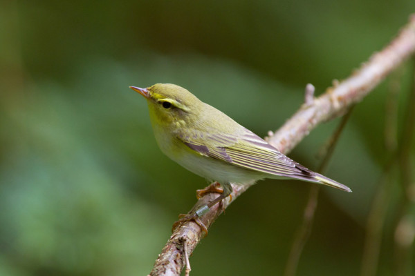 Wood Warbler. Edmund Fellowes / BTO